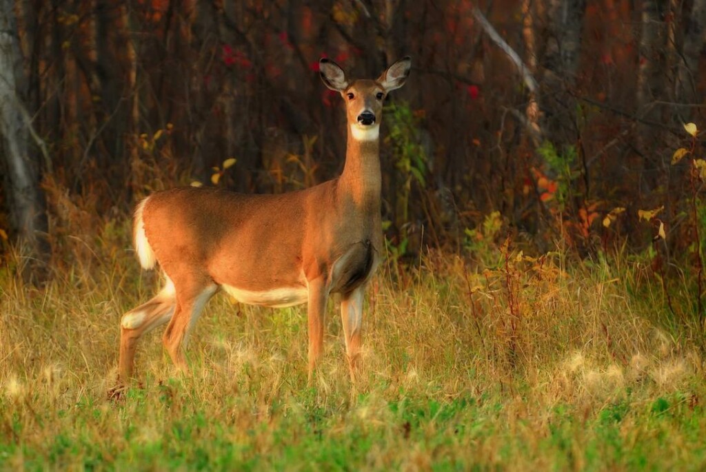 Amenities - Keeshkeemaquah Campground & RV Park